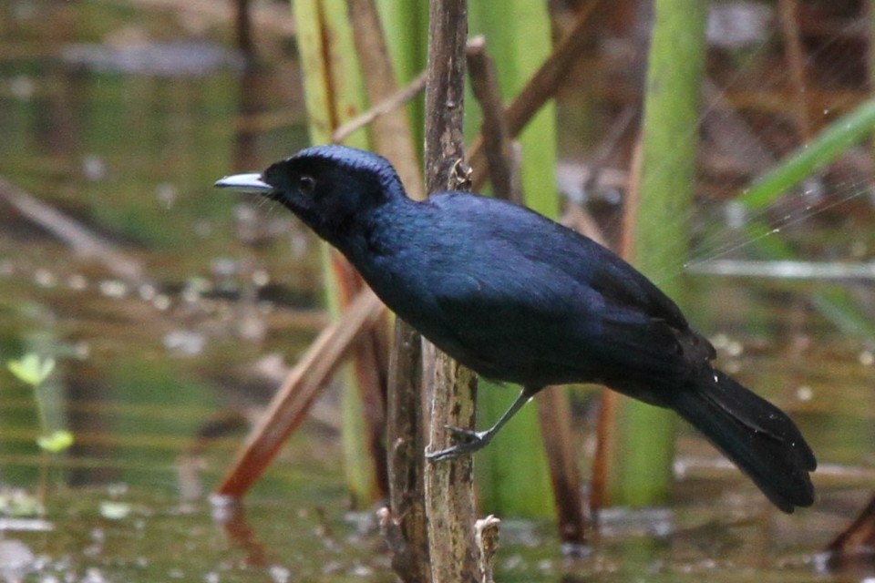 Shining Flycatcher (Myiagra alecto)